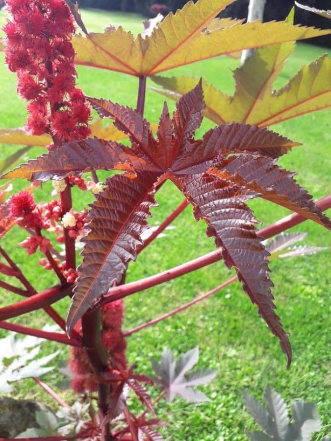 Wunderbaum 17