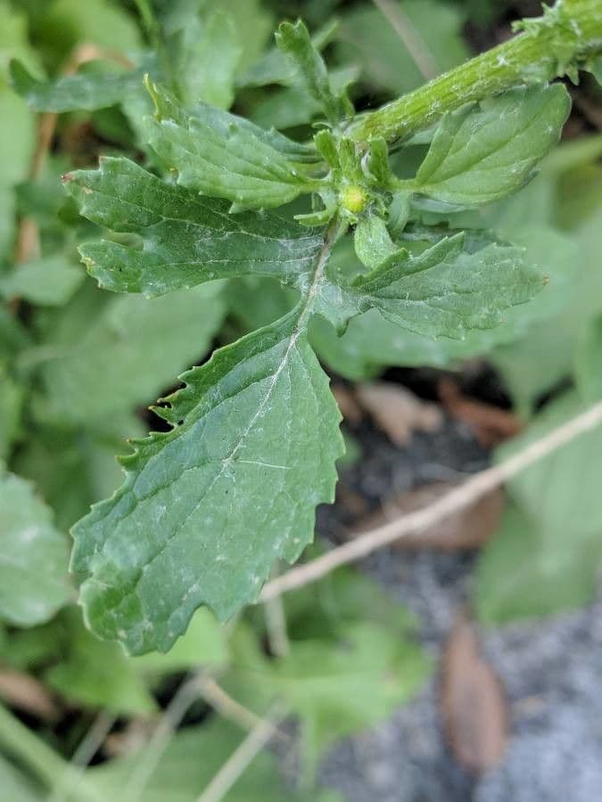 Senecione erratico 14