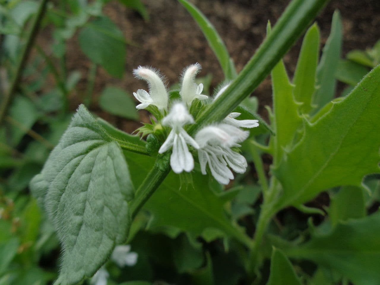 Leucas glabrata 18