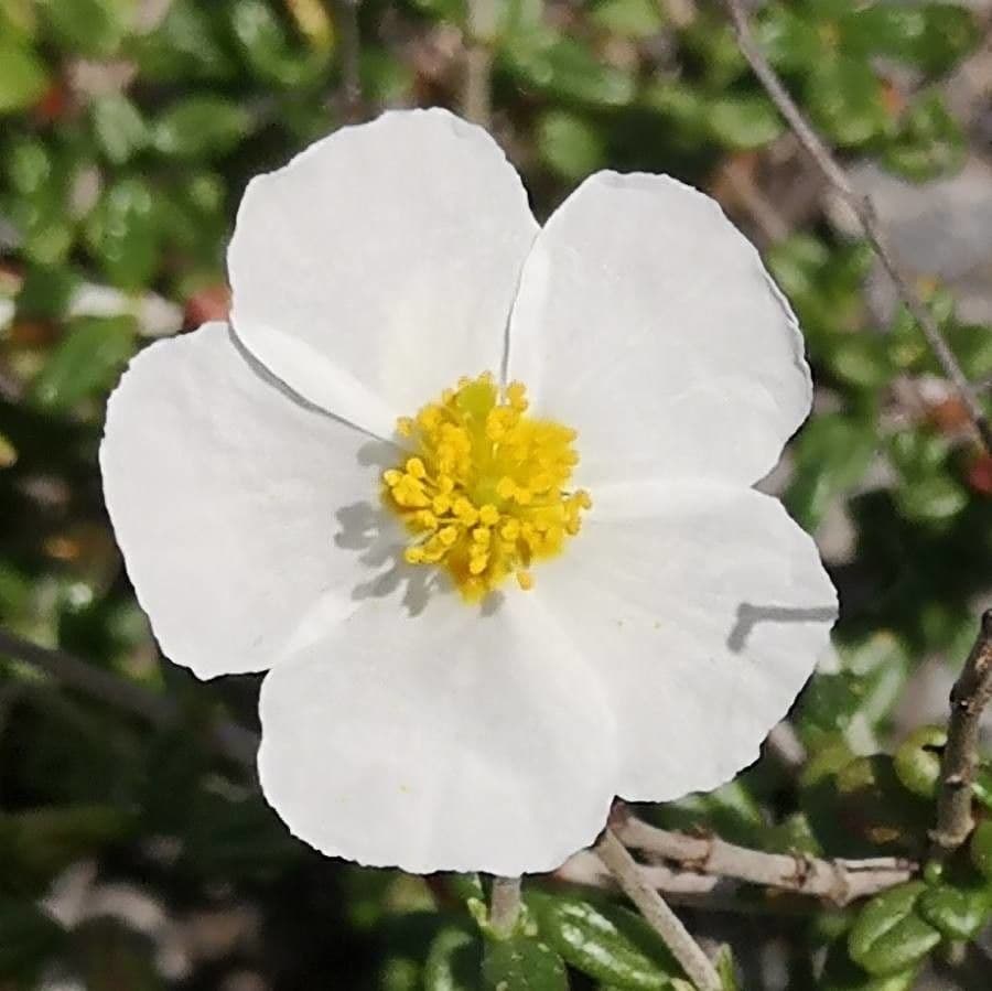 Helianthemum almeriense 3