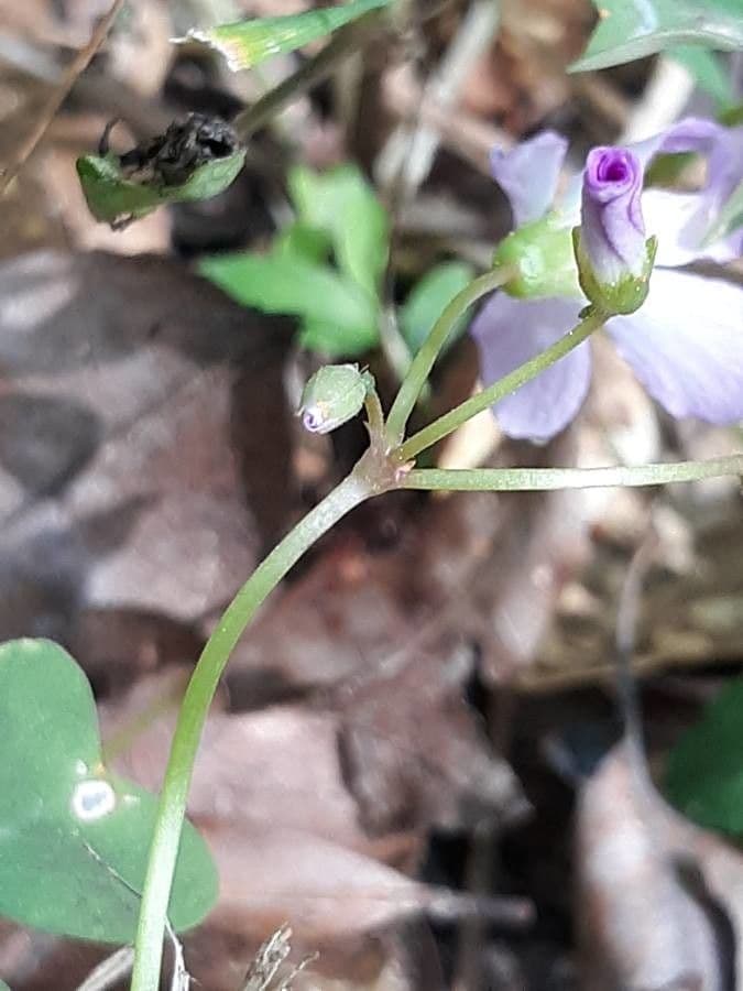 Acetosa viola 16