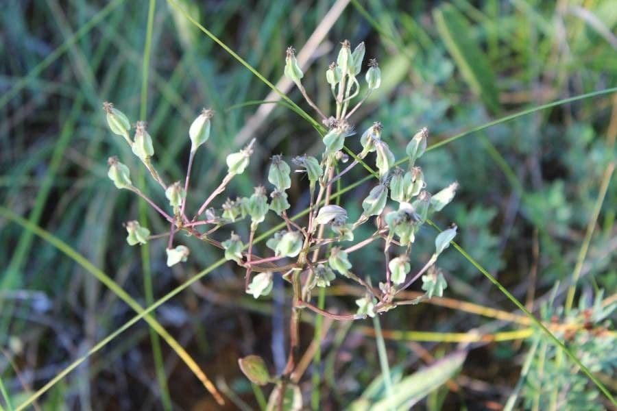 Arnoglossum plantagineum 2
