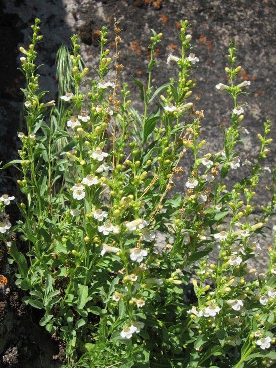 Penstemon deustus 10