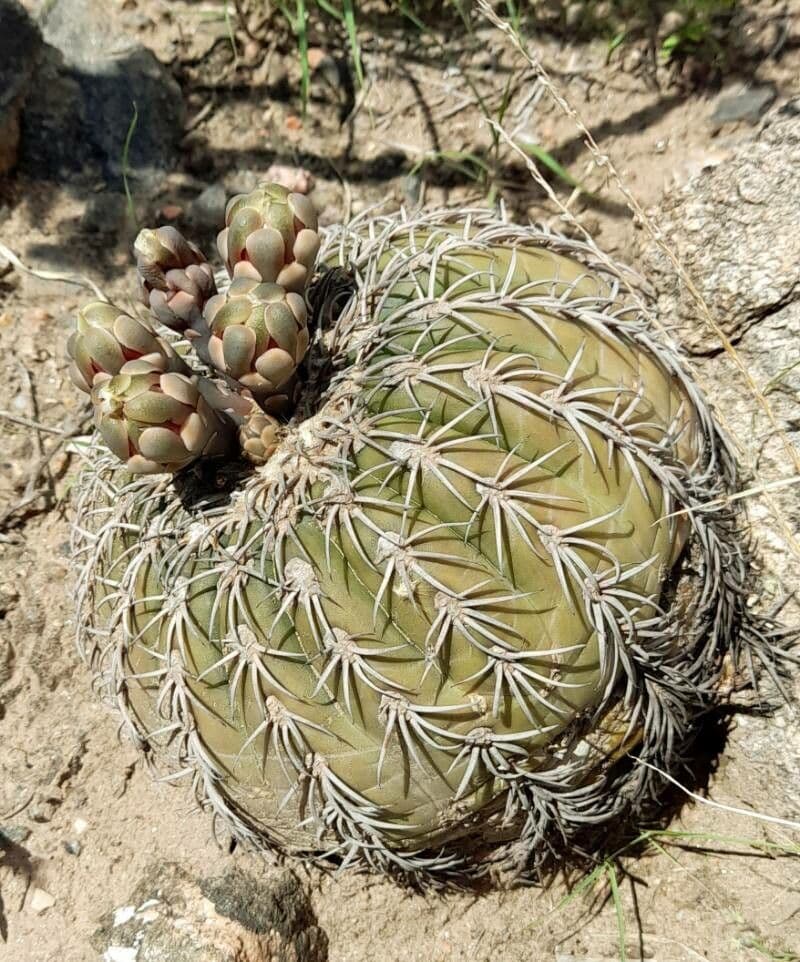 Gymnocalycium 3