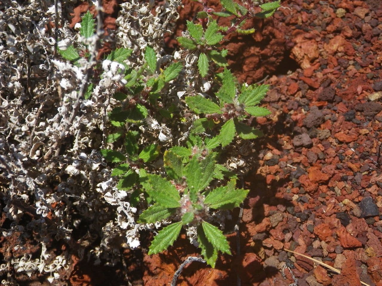 Forsskaolea 9