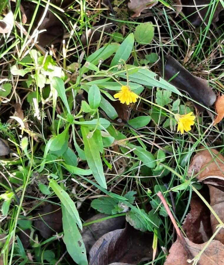 Radicchiella capillare 19