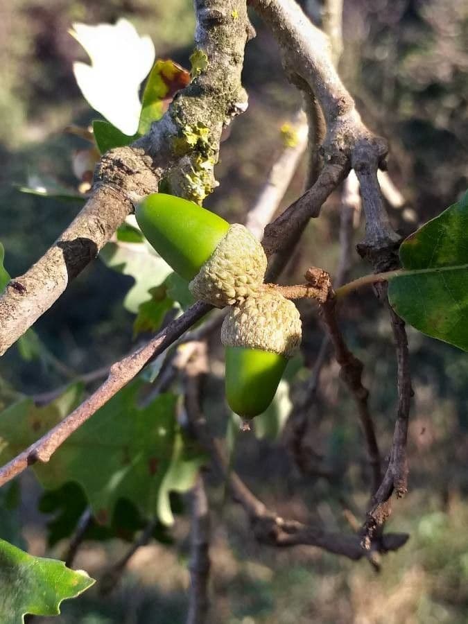 Flaumeiche