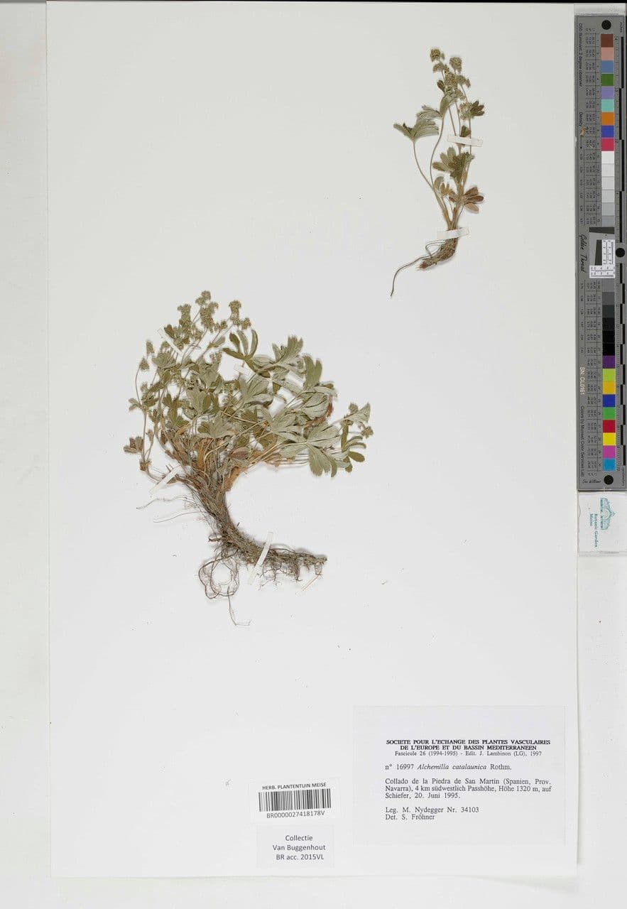 Alchemilla catalaunica 2