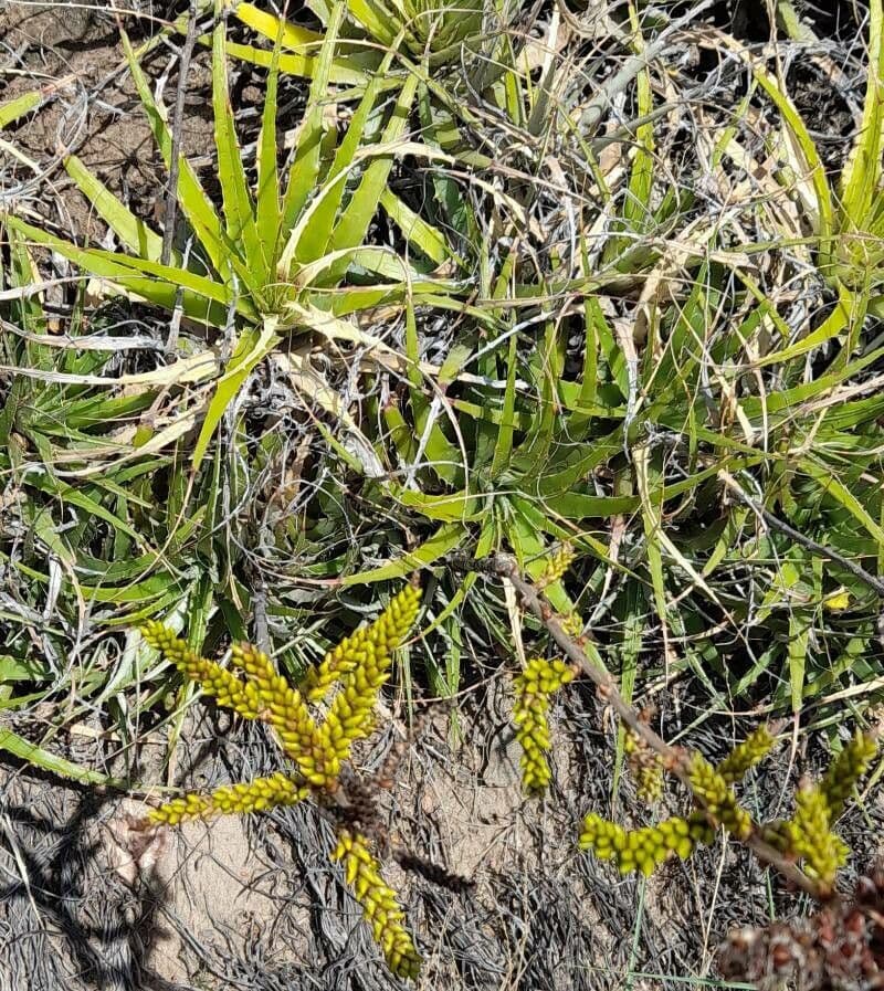 Deuterocohnia 5