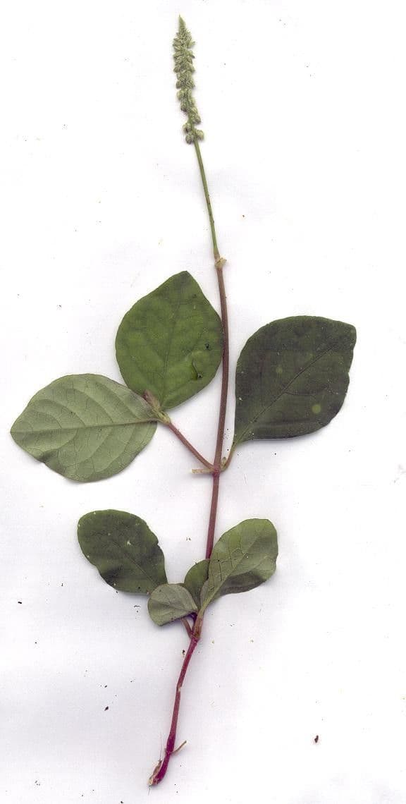 Cyathula prostrata 22