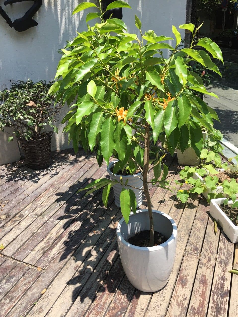 Magnolia champaca 14