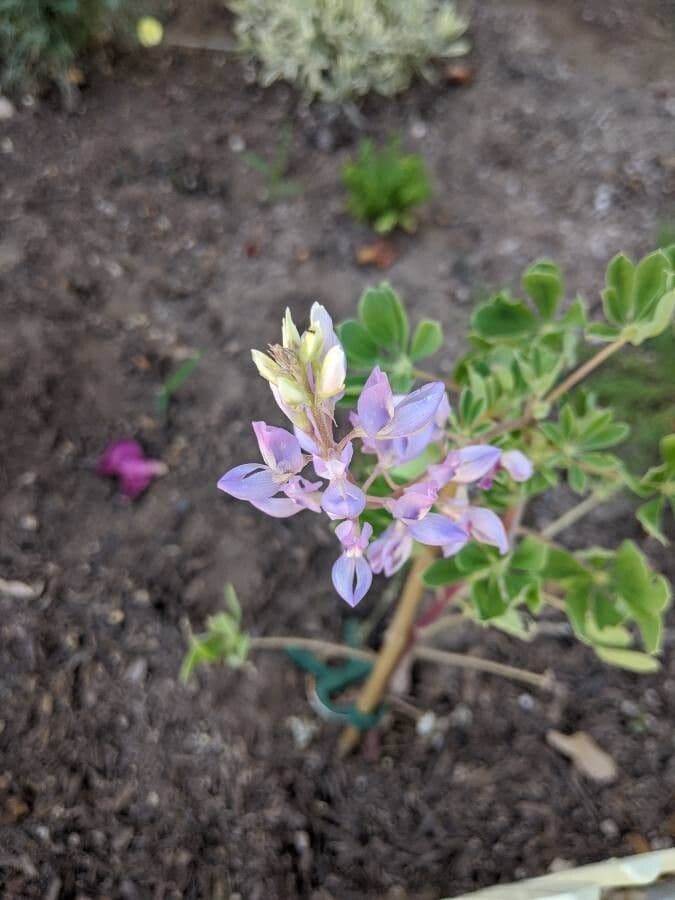 Saftiger Lupinen 2