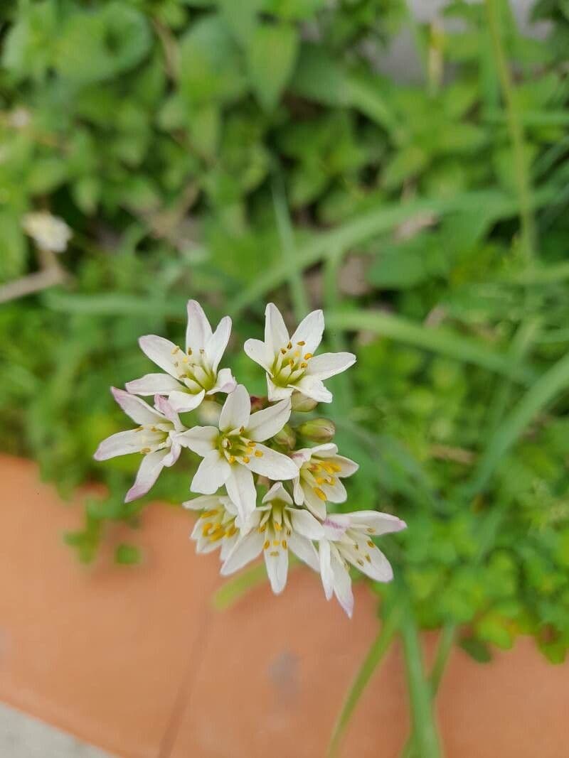 Nothoscordum 23