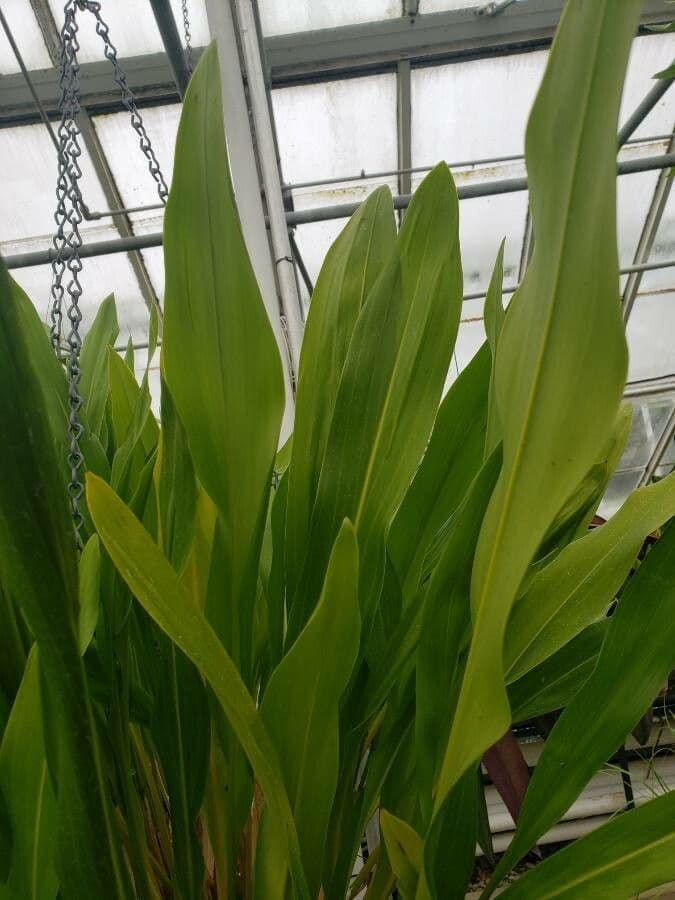Dendrochilum 4