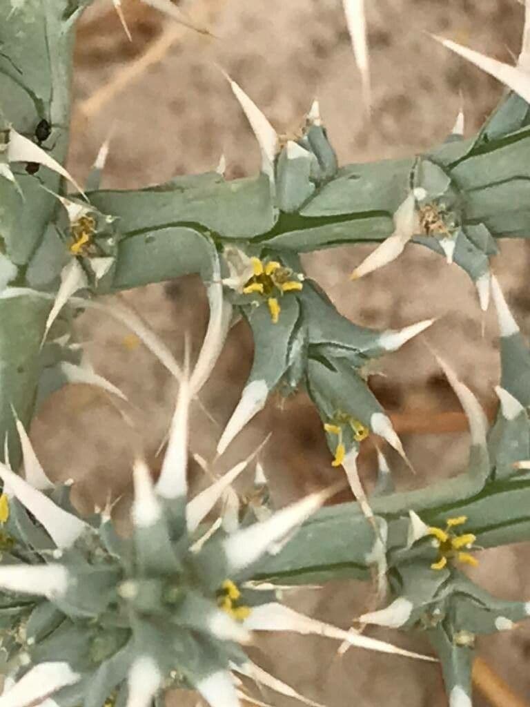 Cornulaca 7