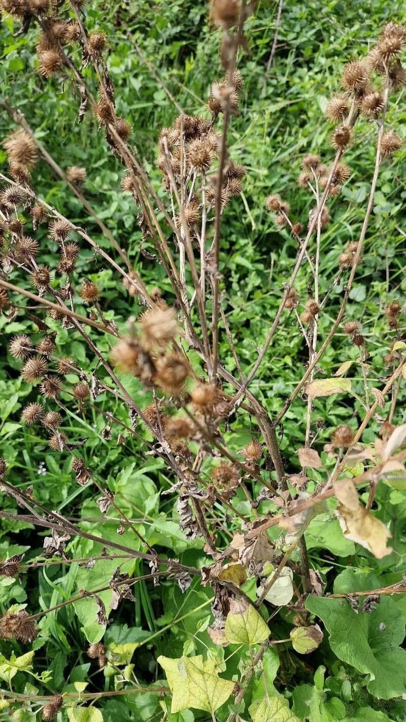 Raublatt-Aster