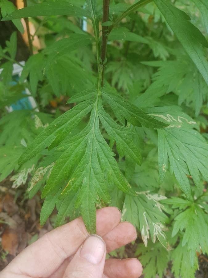 Bylica Verlota 19