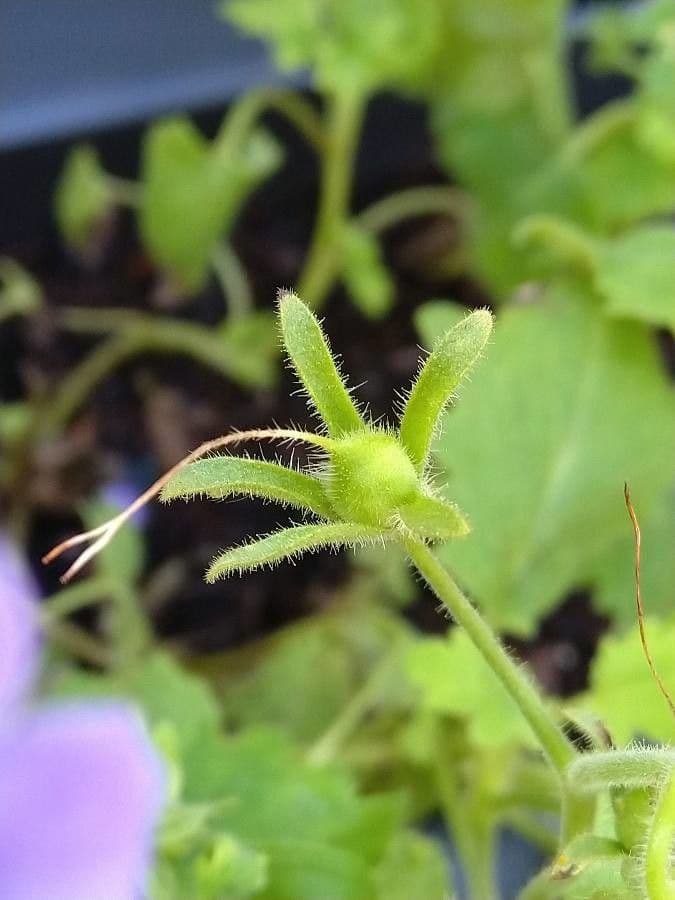 Großblütige Phacelia 2