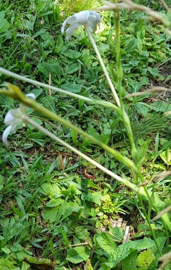 Tabaco de flor larga 7