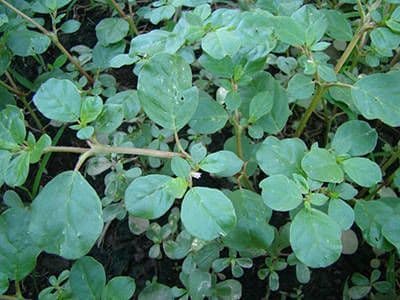 Trianthema portulacastrum 9