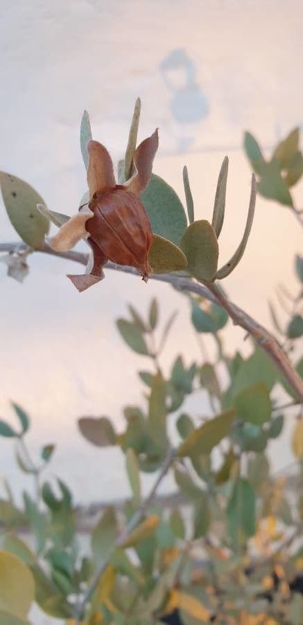 Jojoba 5