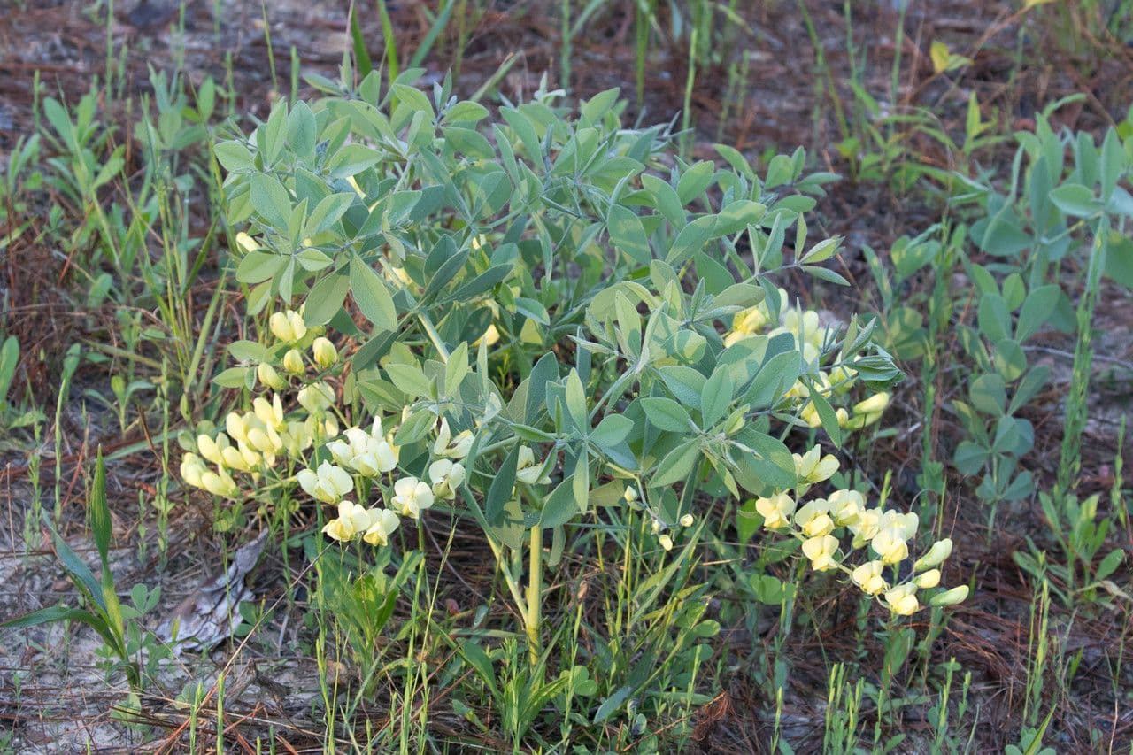 Baptisia bracteata 13