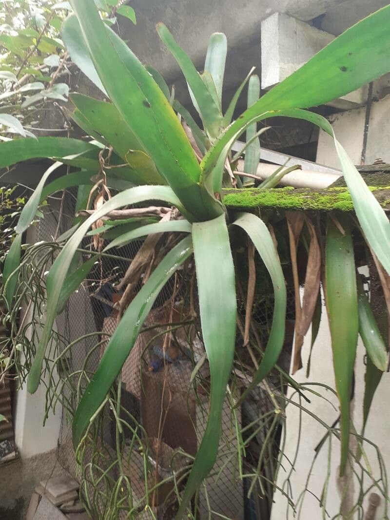 Tillandsia utricolata 14