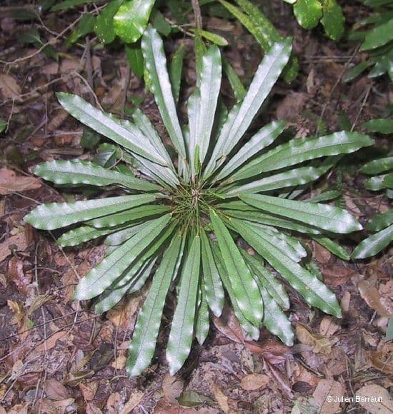 Codiaeum 9