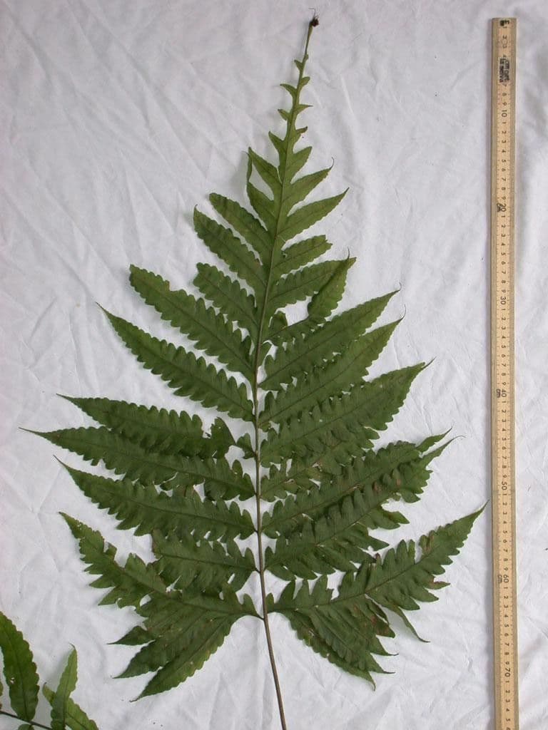 Bolbitis portoricensis 9