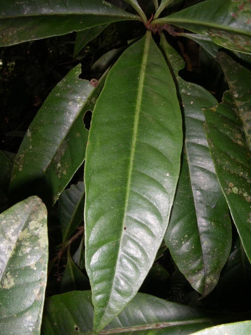 Hymenandra 10