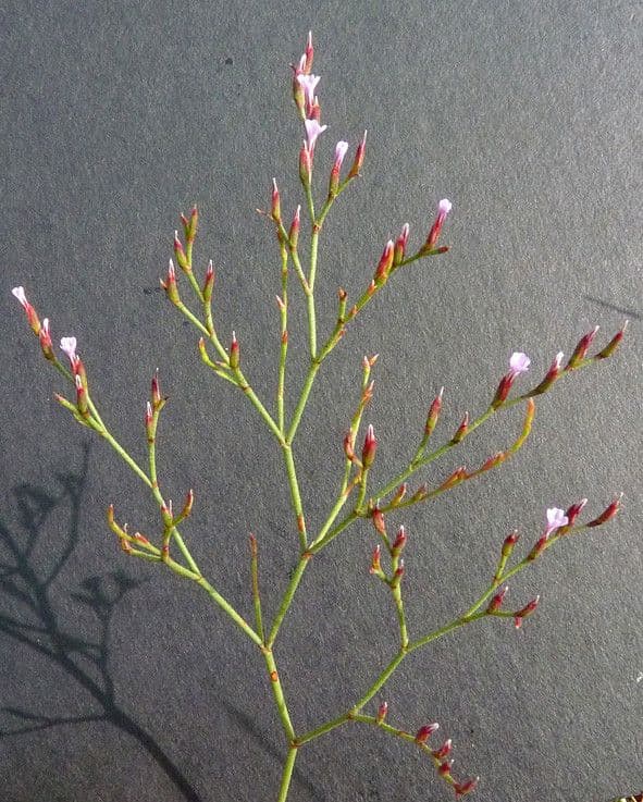 Limonium 6