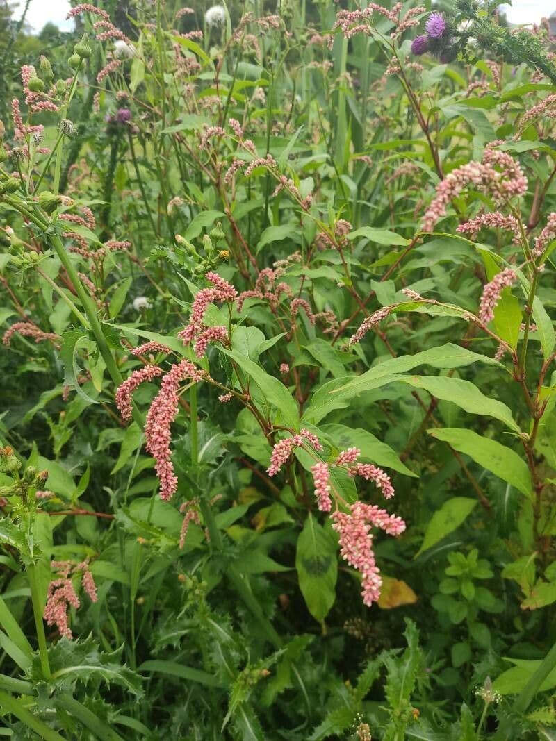 Poligono persicaria