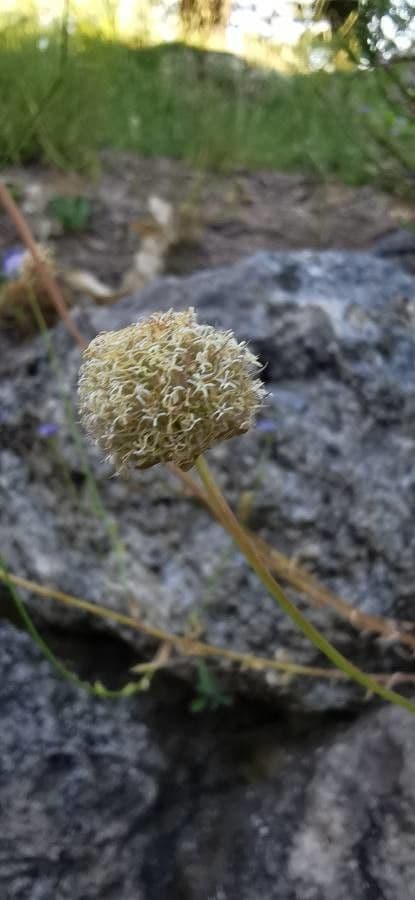 Jasione