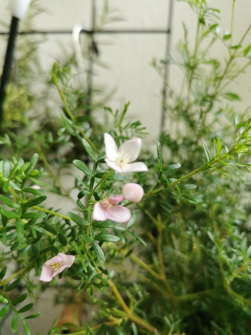 Boronia 7