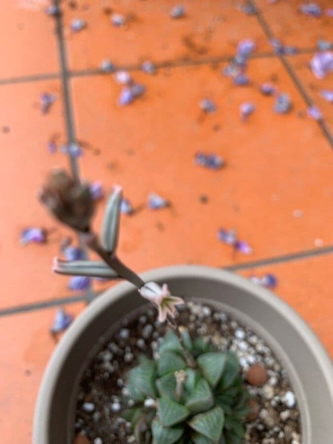 Hawortia 3