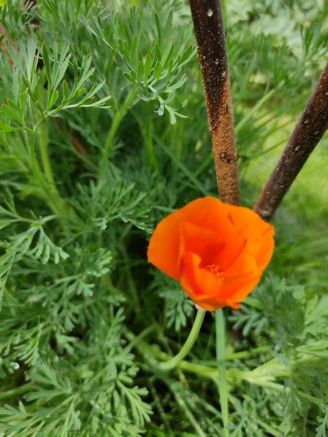 Esparsette-Mohn 14