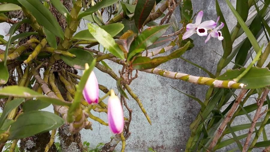 Orchidea 12