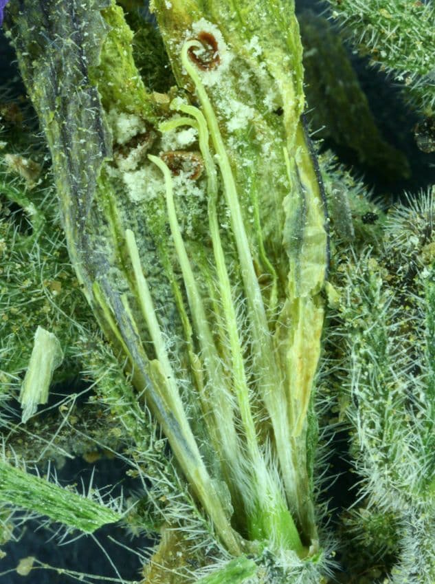Facelia bicolore 10