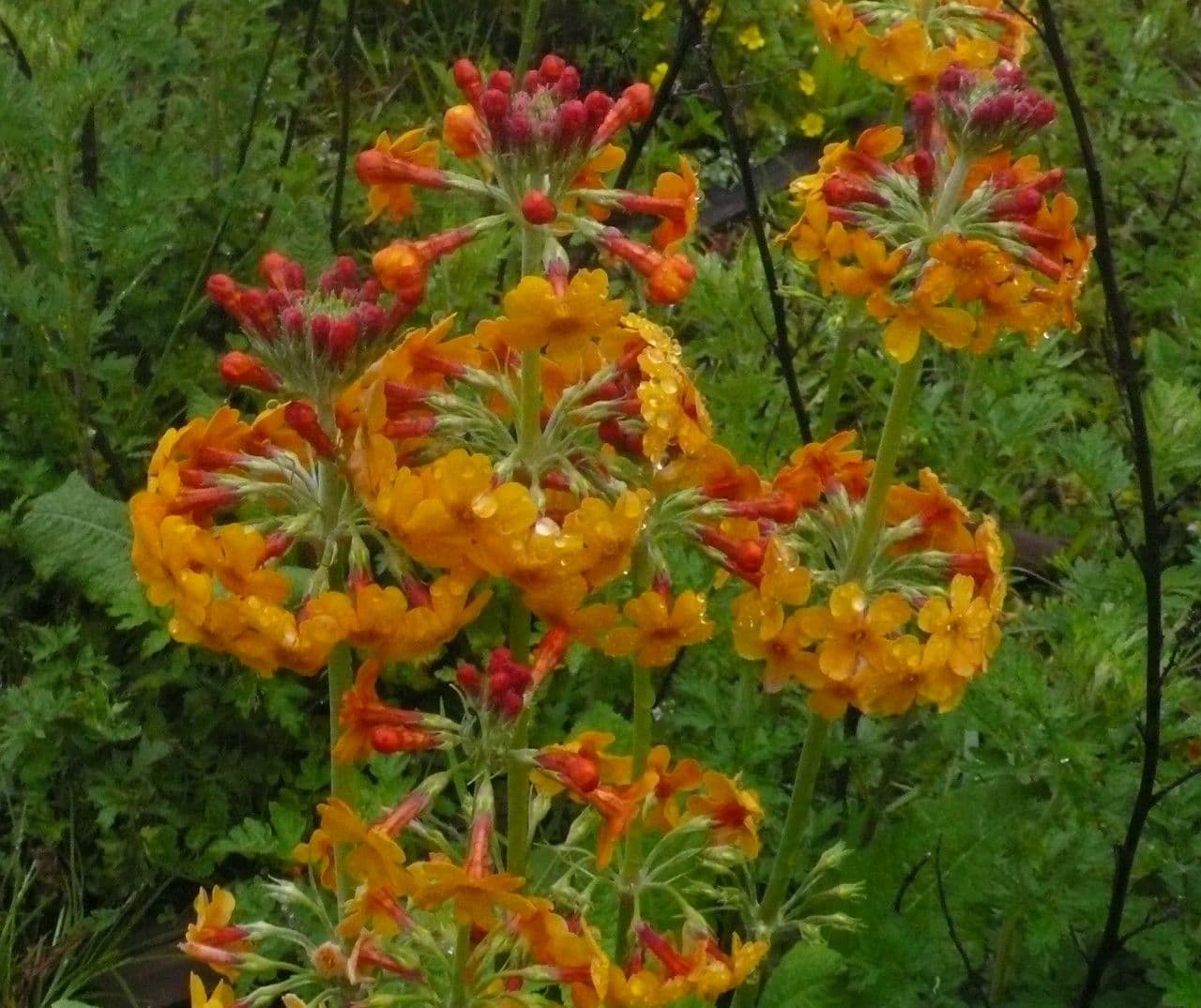 Primula 5