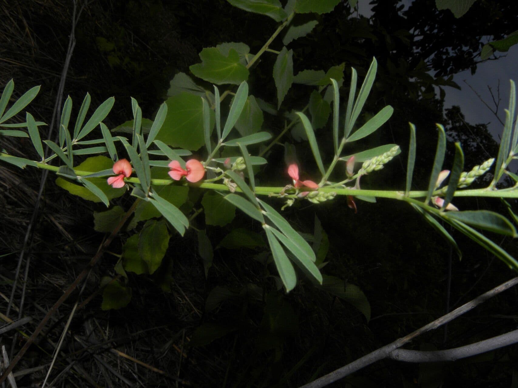 Indigofera 7