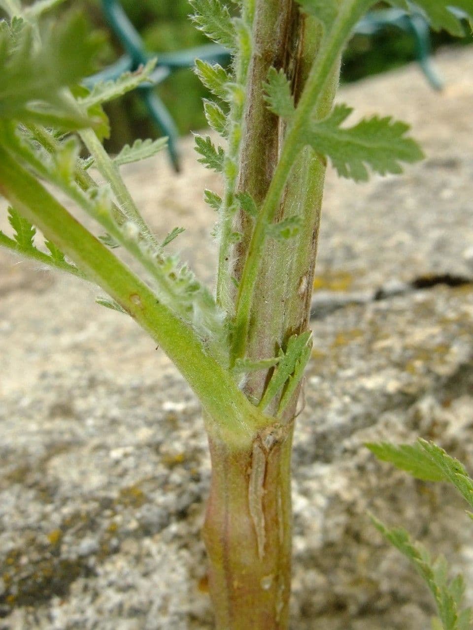 Achillea filipendula 23