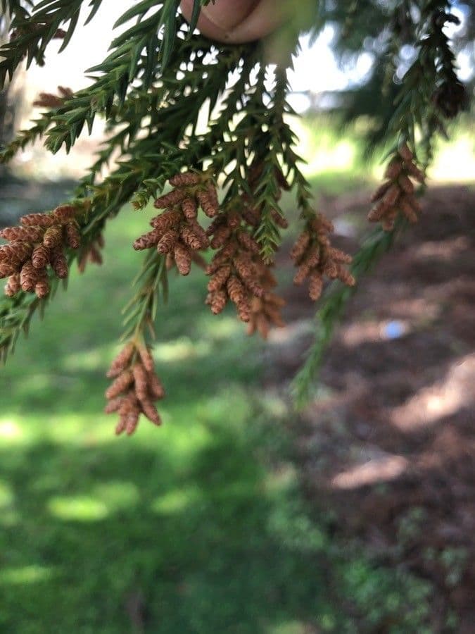 Criptomeria japonesa 9