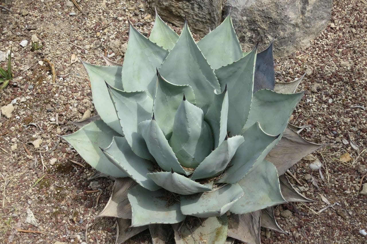 Agave