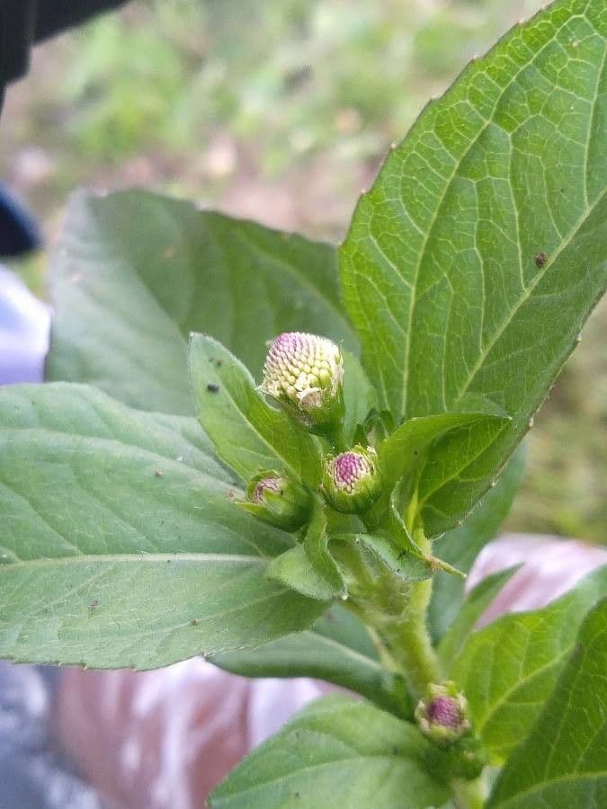 Acmella rastrera 4