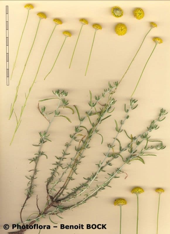 Rosmarinblättriges Santolin 30