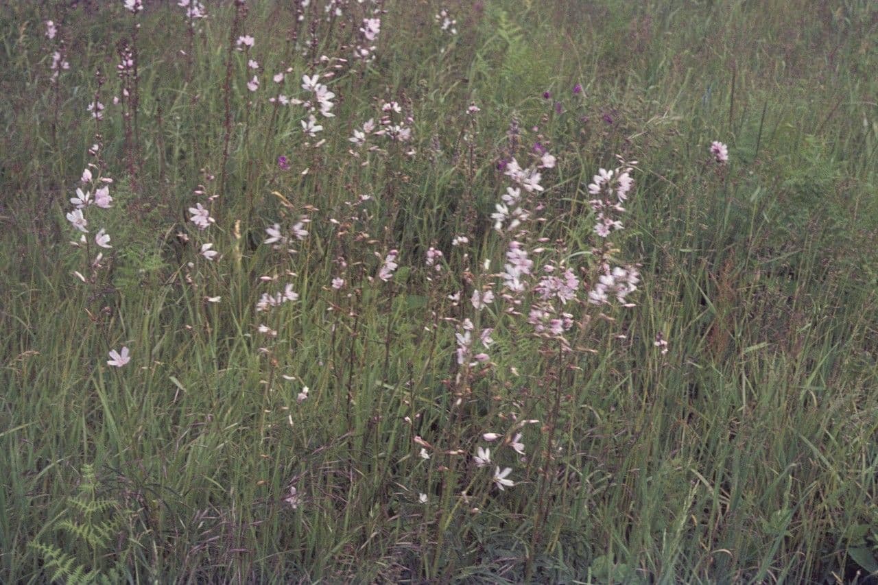 Steppenmalve 7