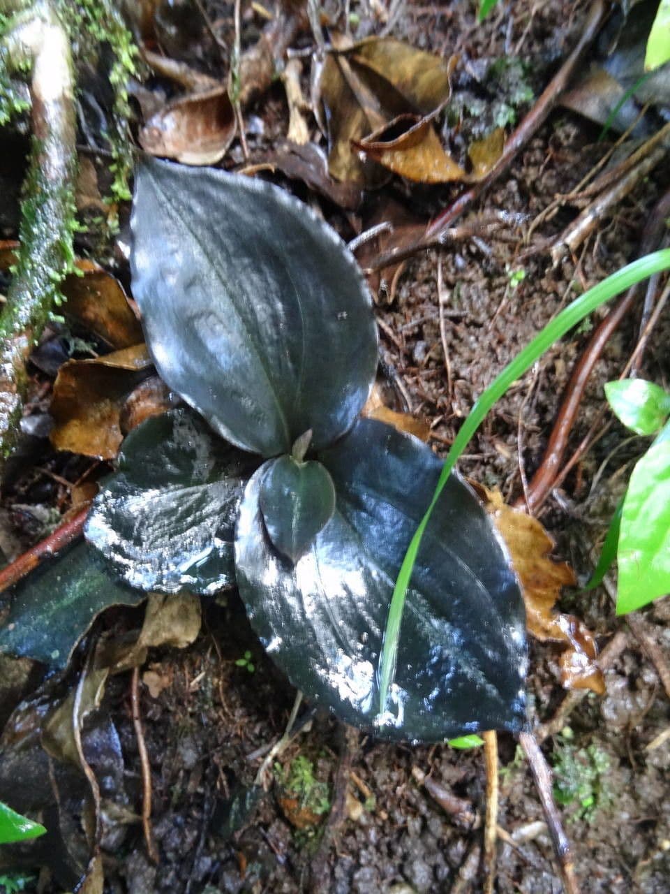 Cyclopogon
