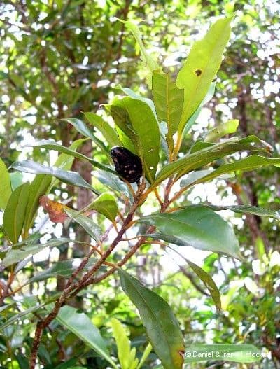 Cryptocarya 2