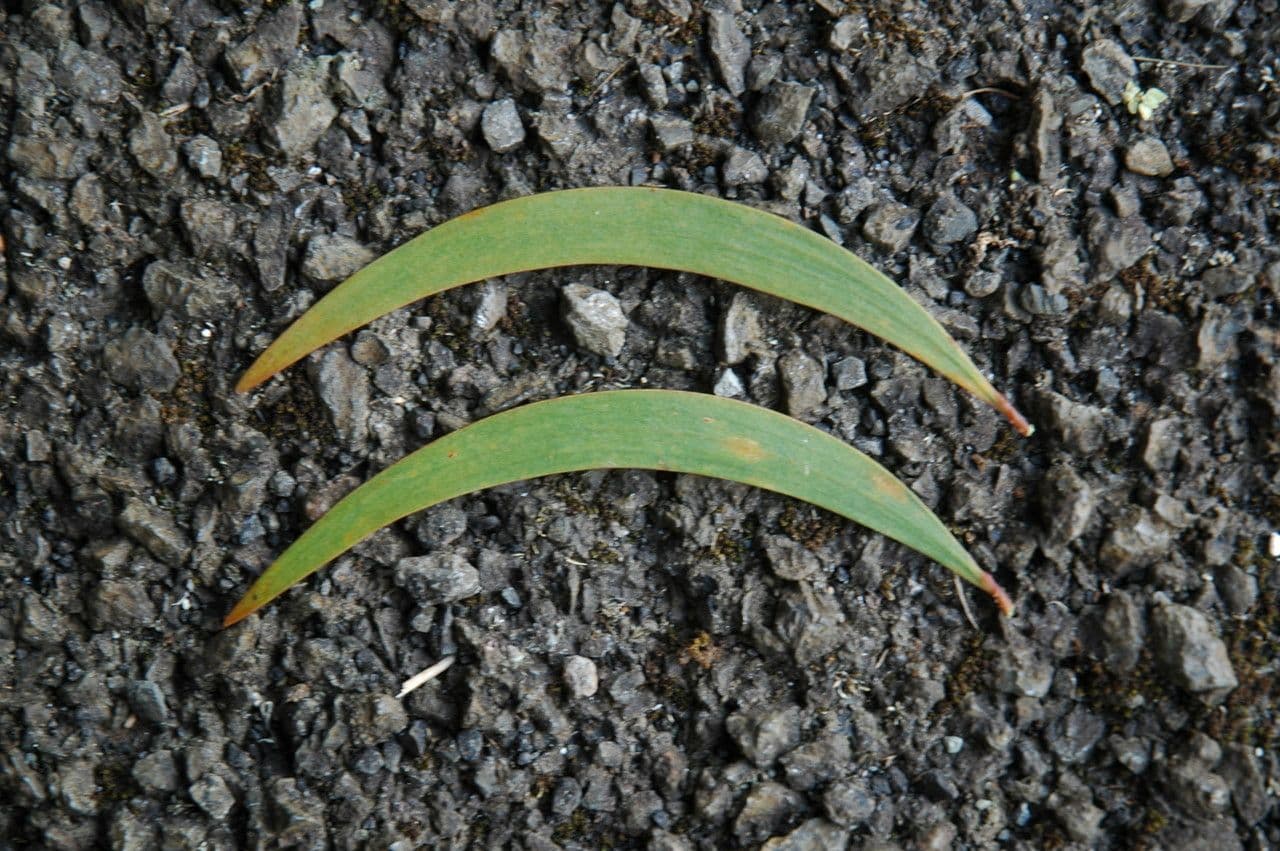 Acacia Koaoha 11