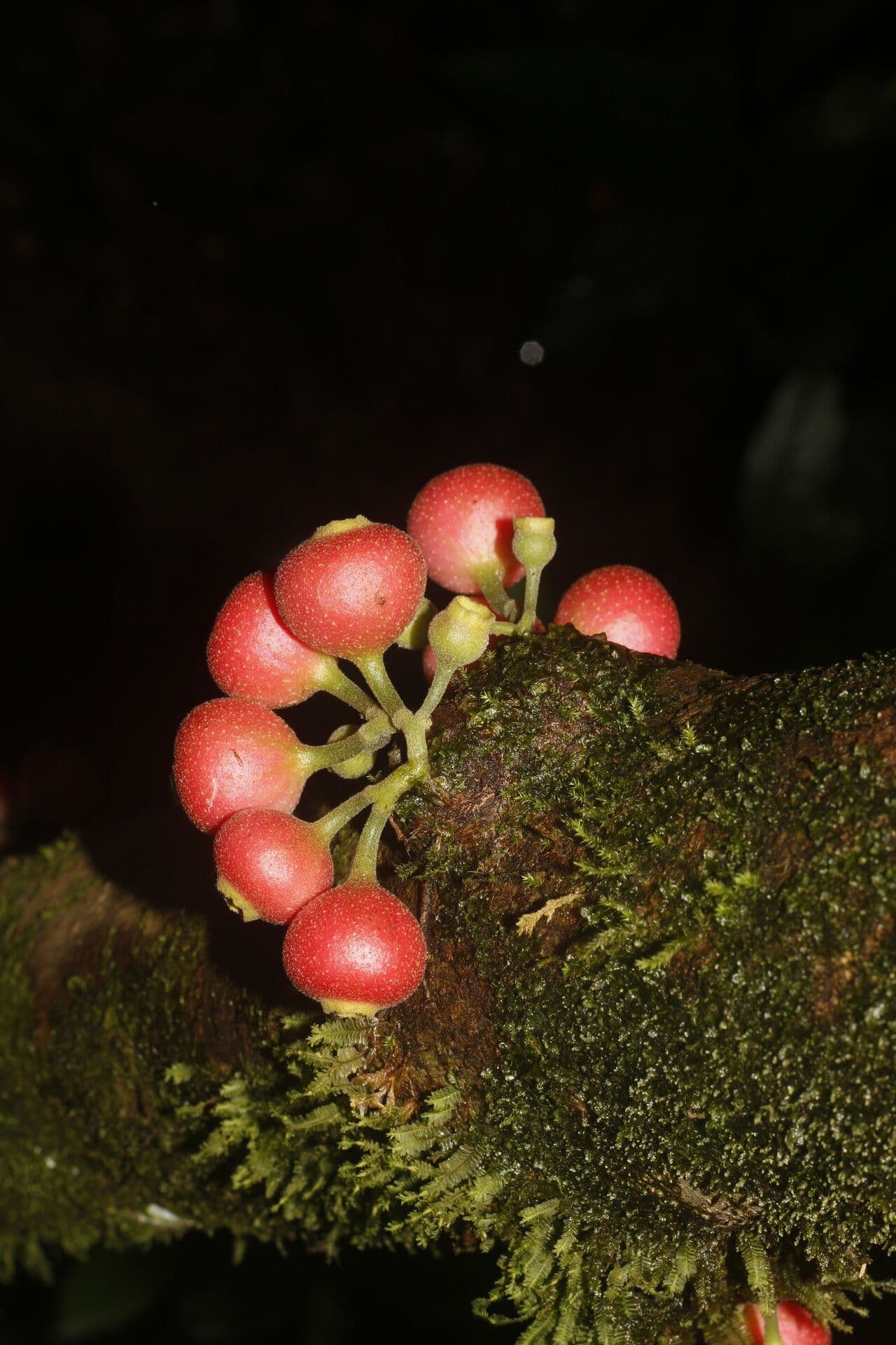 Siparuna gesnerioides